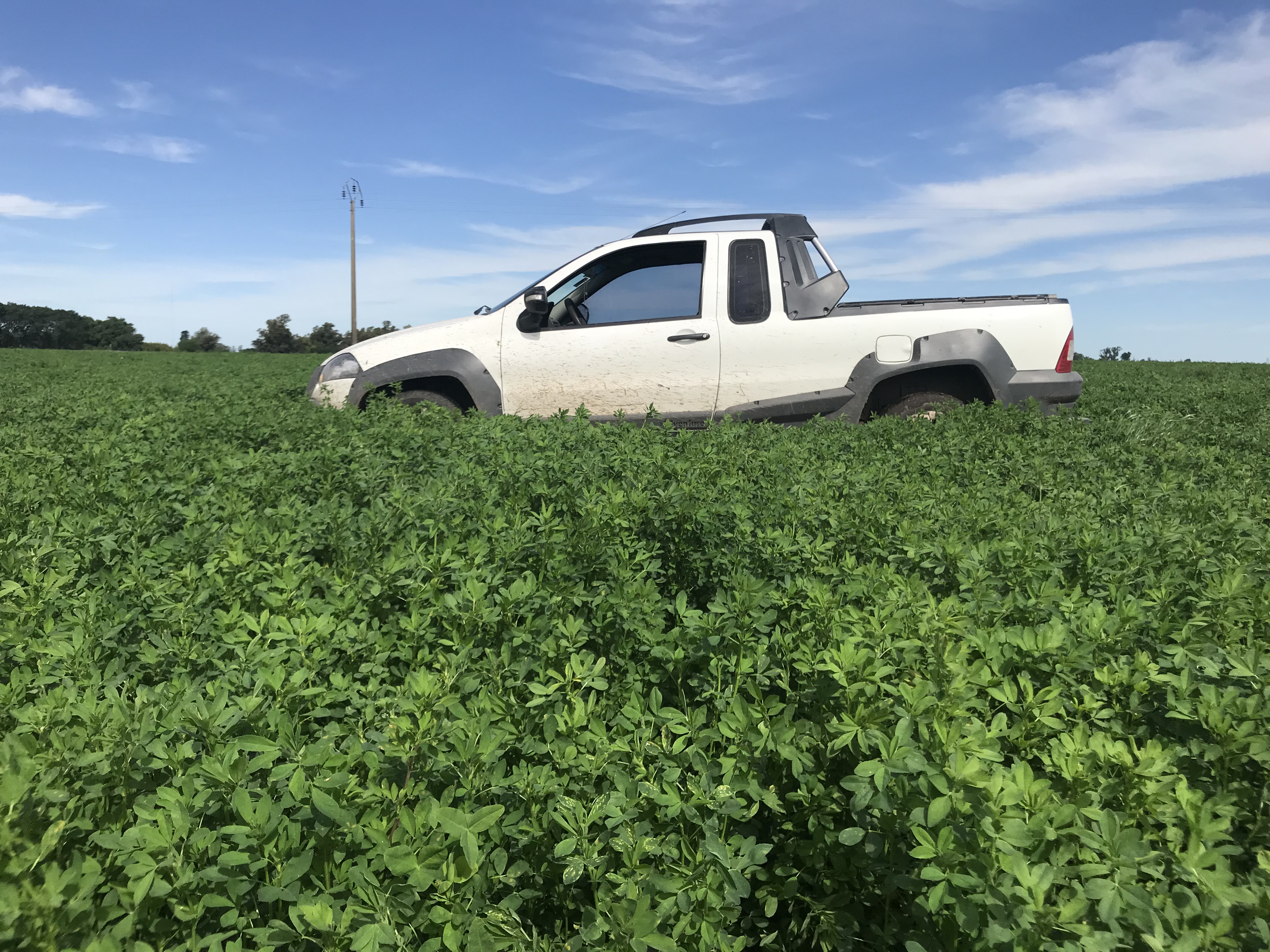 ALFALFA MONARCA (G8)